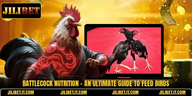 Battlecock Nutrition - An Ultimate Guide To Feed Birds