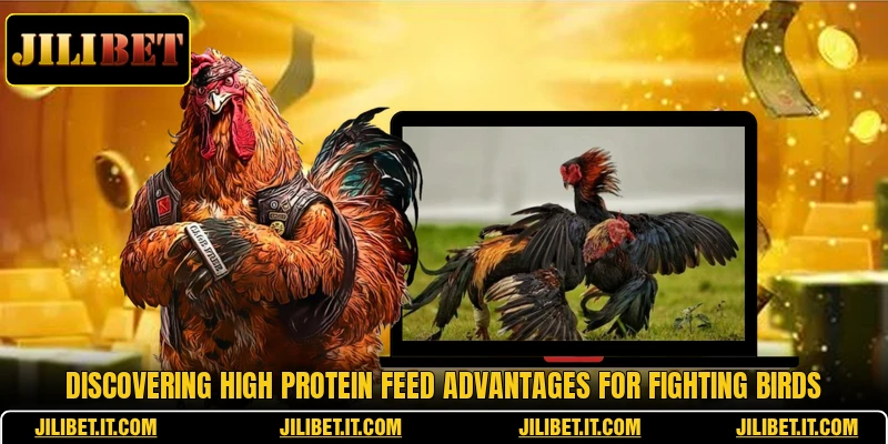 Discovering high protein feed advantages for fighting birds