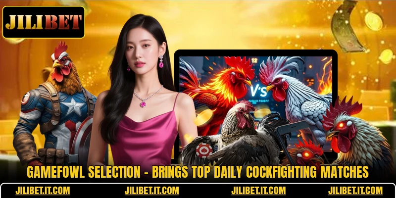 Gamefowl Selection - Brings Top Daily Cockfighting Matches